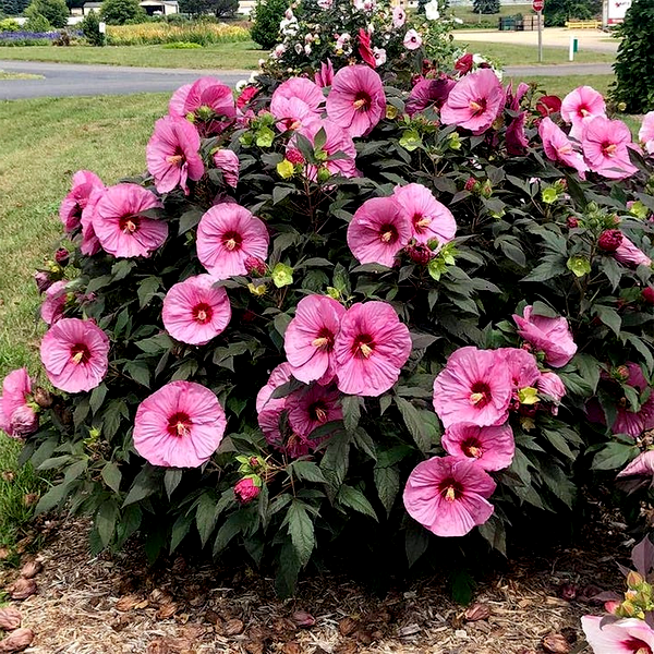 Hibiscus Summerific® 'Berry Awesome' Rose Mallow