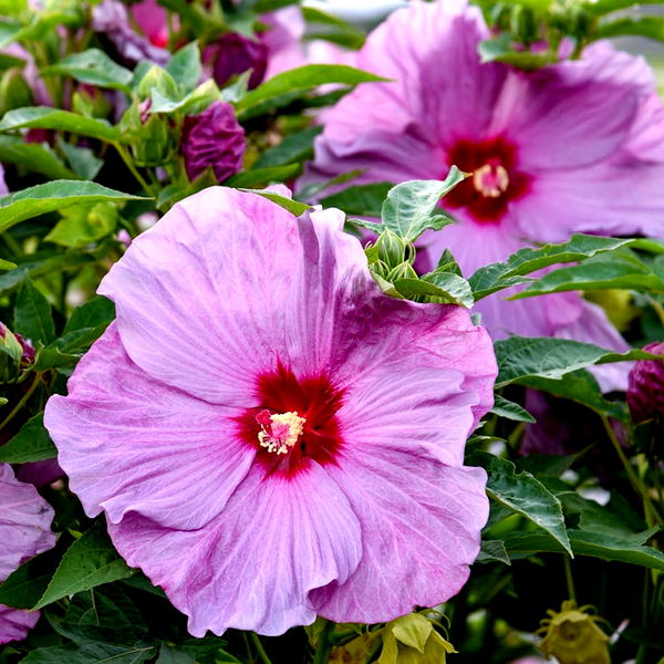 Hibiscus Summerific® 'Lilac Crush' Rose Mallow