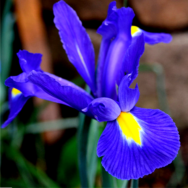 Hollandica Blue Magic