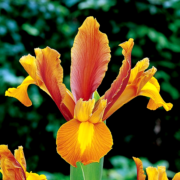 Hollandica Bronze Beauty