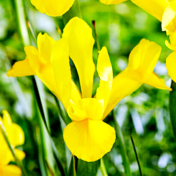 Hollandica Golden Harvest