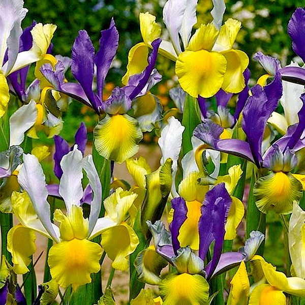 Hollandica Mysterious Rainbow Mix