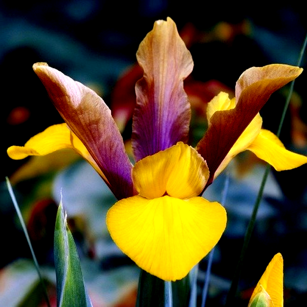 Hollandica Purple-Bronze-Yellow