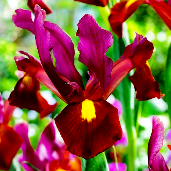 Hollandica Red Ember