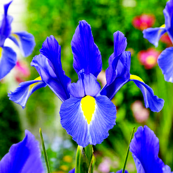 Hollandica Sapphire Beauty