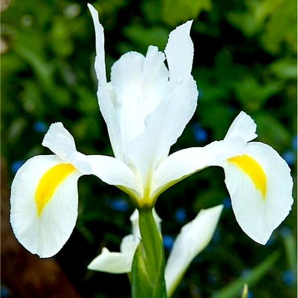 Hollandica White Van Vliet