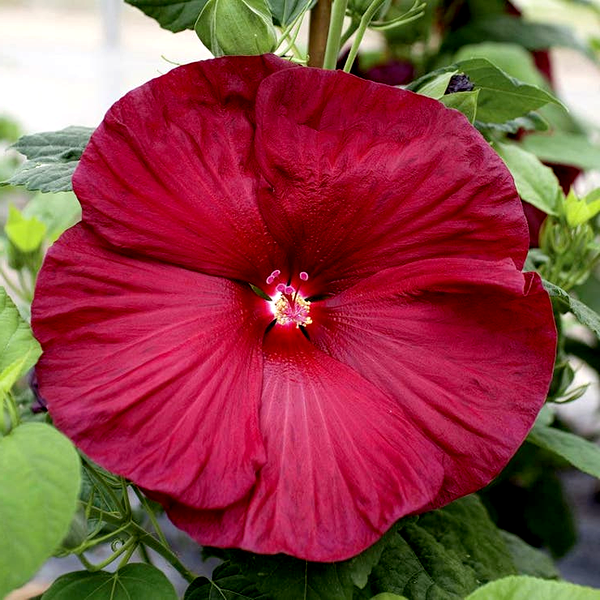 Honeymoon Deep Red Hibiscus Seeds