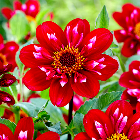 Hootenanny Swan Island