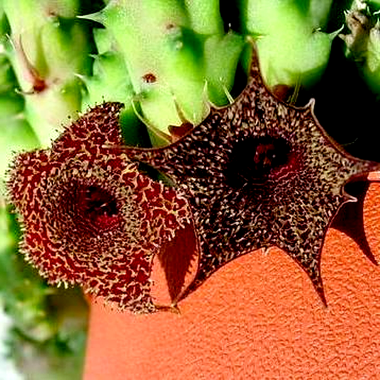 Huernia stapelioides