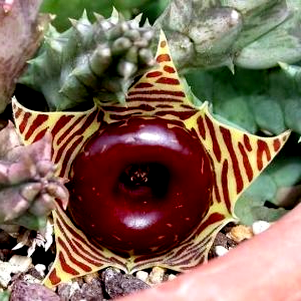 Huernia zebrina