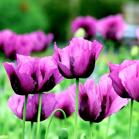 Hungarian Blue' Poppy Seeds