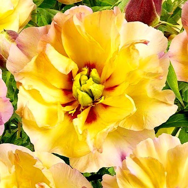 ITOH Canary Brilliants