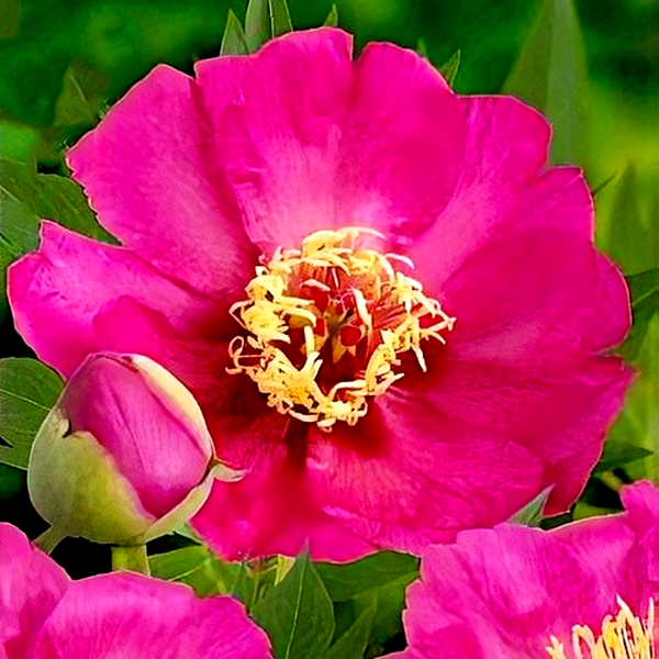 ITOH Sonoma By the Bay