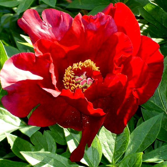 ITOH Sonoma Velvet Ruby