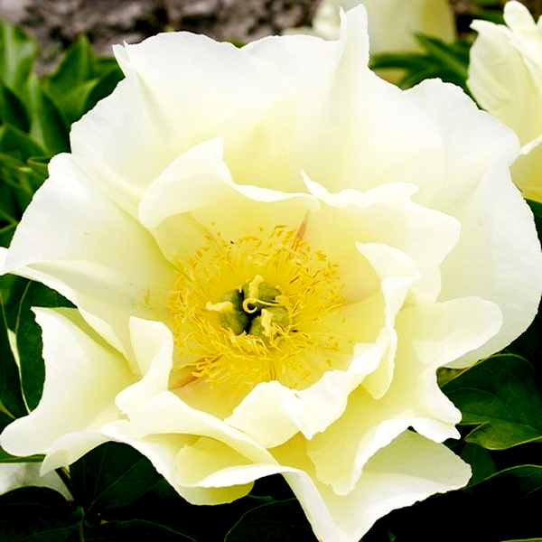 ITOH Viking Full Moon