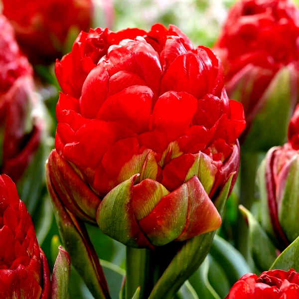 Ice Cream Strawberry