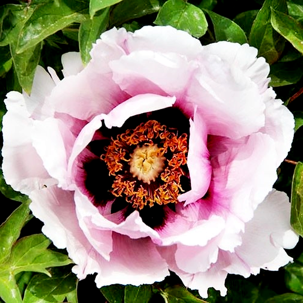 Icy Heart Pink Lotus