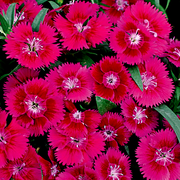 Ideal™ Violet Dianthus Seeds