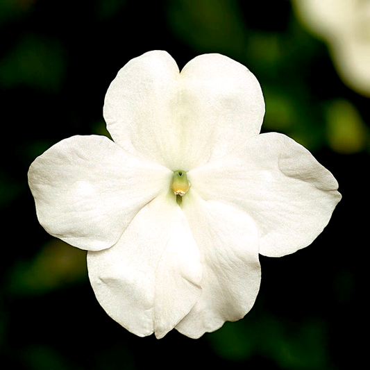 Imara™ XDR White Impatiens Seeds