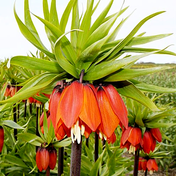 Imperialis Orange Brilliant