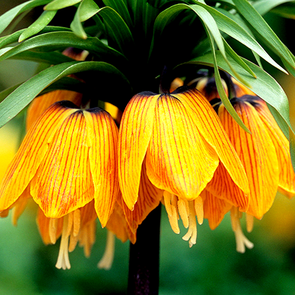 Imperialis Striped Beauty