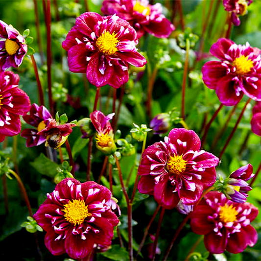 Impression Fantastico