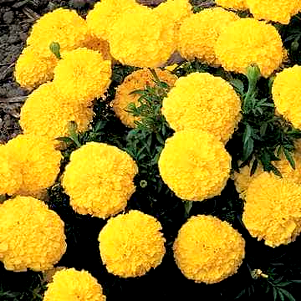 Inca II™ Yellow Hybrid Marigold Seeds