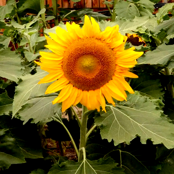 Incredible' Dwarf Small Sunflower Seeds