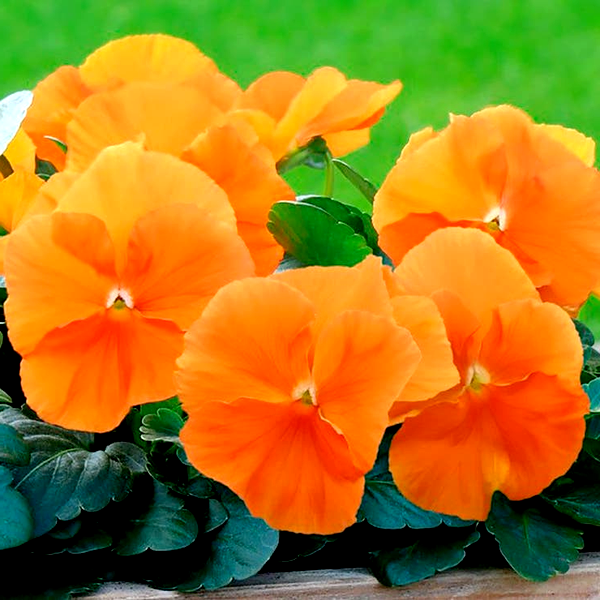 Inspire® DeluXXe Orange Pansy Seeds