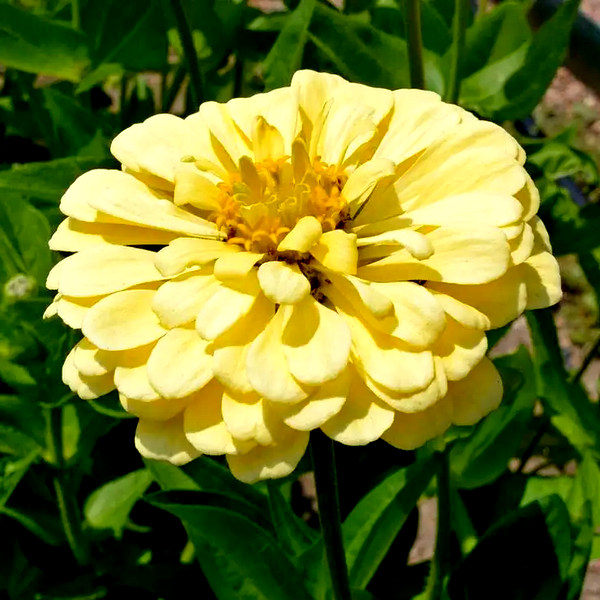 Isabellina' Zinnia Seeds