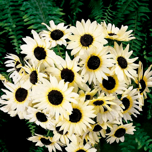 Italian White' Sunflower Seeds