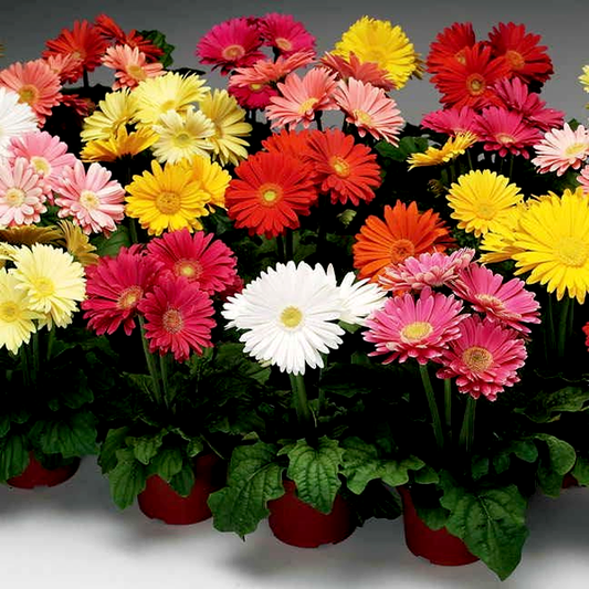 Jaguar™ Mix Gerbera Daisy Seeds