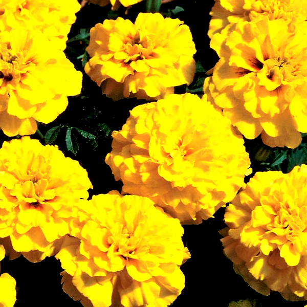 Janie Yellow Marigold Seeds