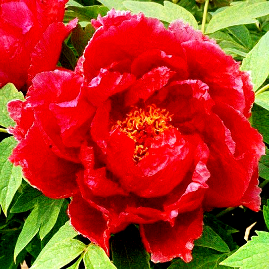 Jin Shin-jitsugetu Xin Ri Yue