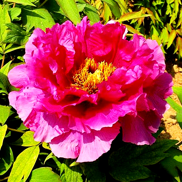 Jitsugetsu-nishiki Ri Yue Jin