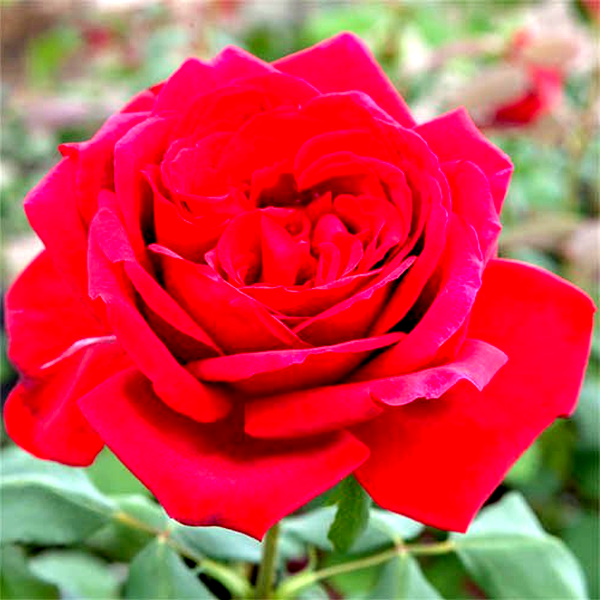 Jubilee de Papa Meilland