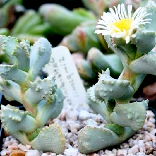 Juttadinteria simpsonii