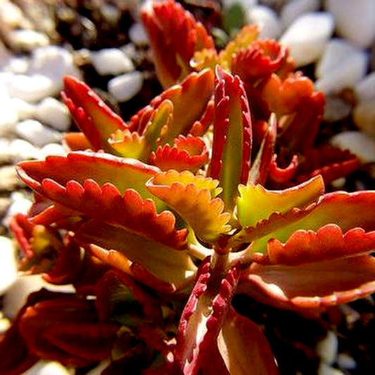 Kalanchoe longiflora var. coccinea