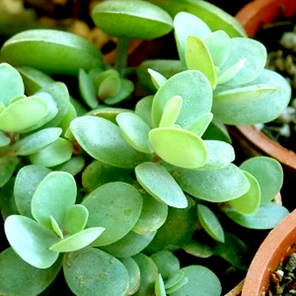 Kalanchoe rotundifolia