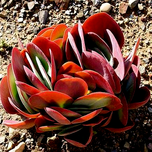 Kalanchoe thyrsiflora