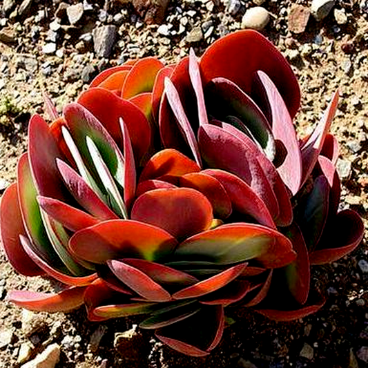 Kalanchoe thyrsiflora
