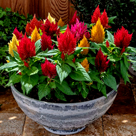 Kimono Mix Celosia Seeds