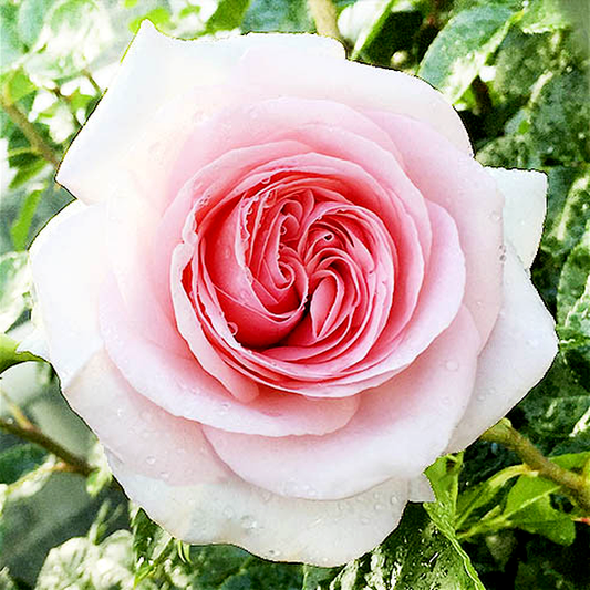 La Fontaine Aux Perles