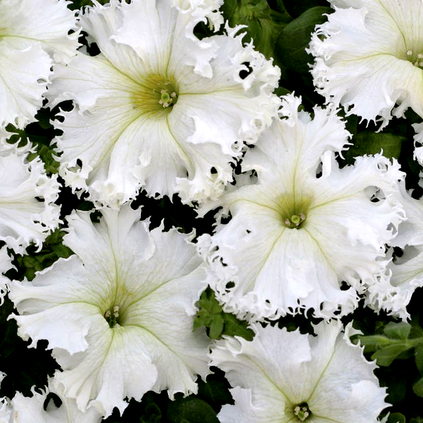 Lace Veil Petunia Seeds