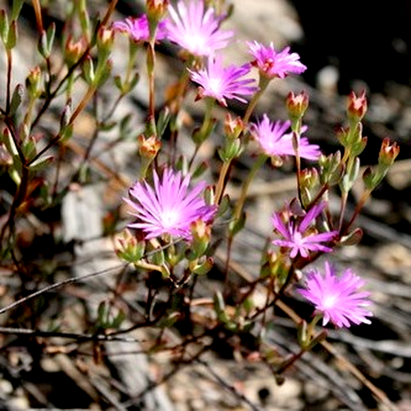 Lampranthus dependens