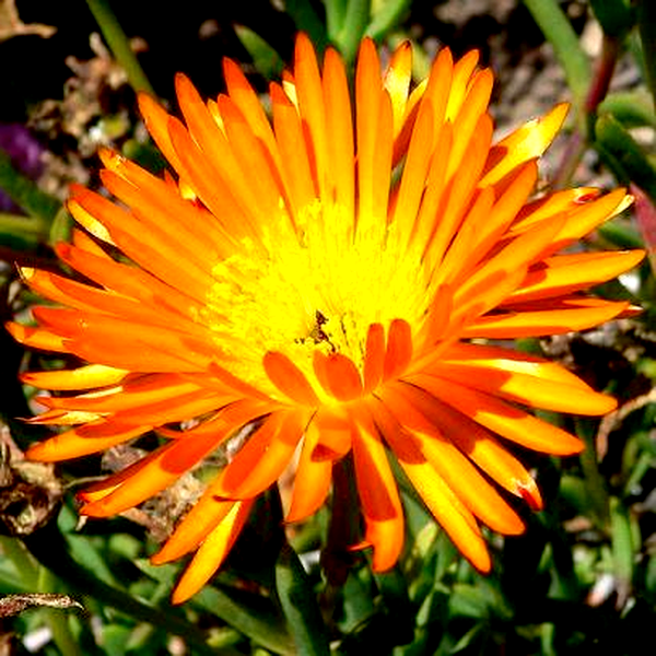 Lampranthus glaucoides