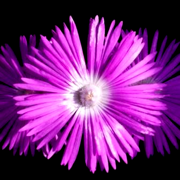 Lampranthus haworthii