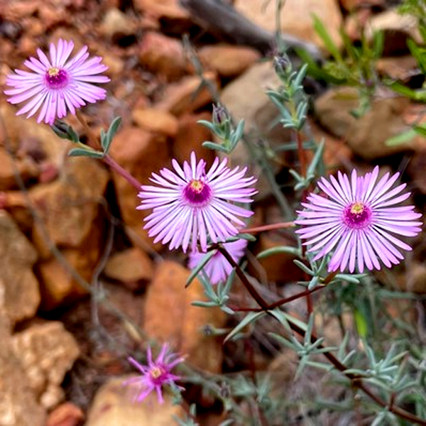Lampranthus leipoldtii