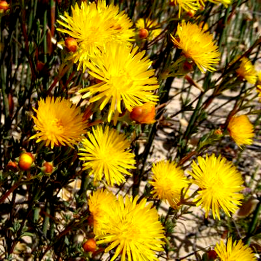 Lampranthus stanfordiae