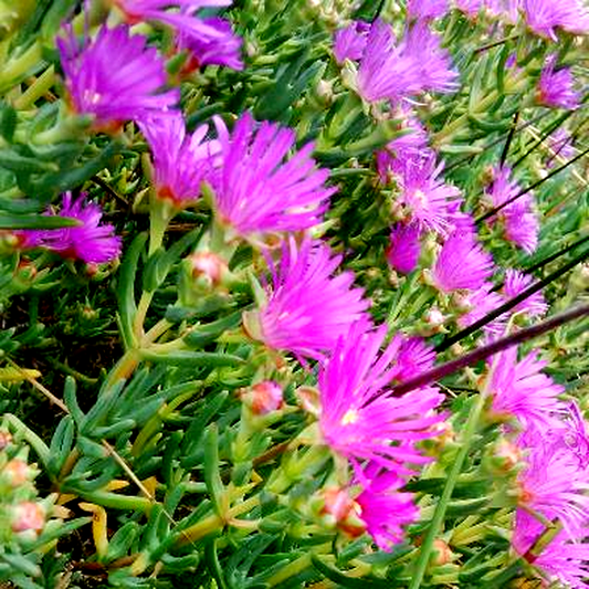 Lampranthus stipulaceus